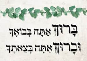 שמשונית דגם טליה